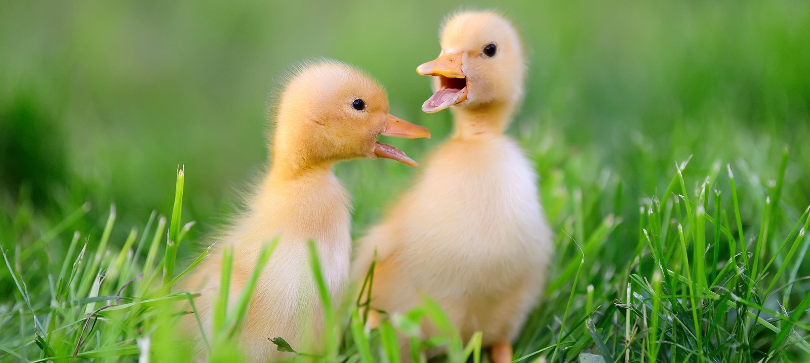 bigstock-Two-Little-Duckling-On-Green-G-192625645.jpg