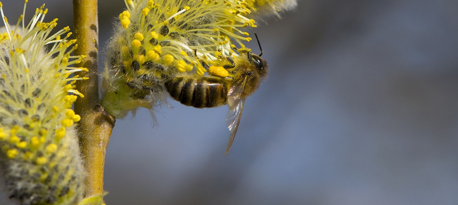 bigstock-Bee-Collects-Pollen-On-A-Yello-418447165.jpg