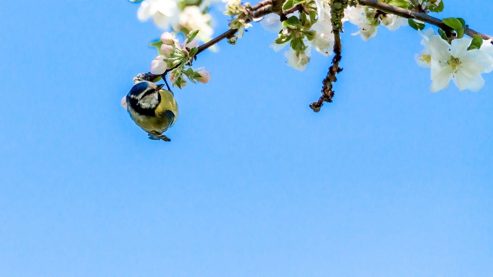 bigstock-Eurasian-Blue-Tit-Or-Cyanistes-324060259.jpg