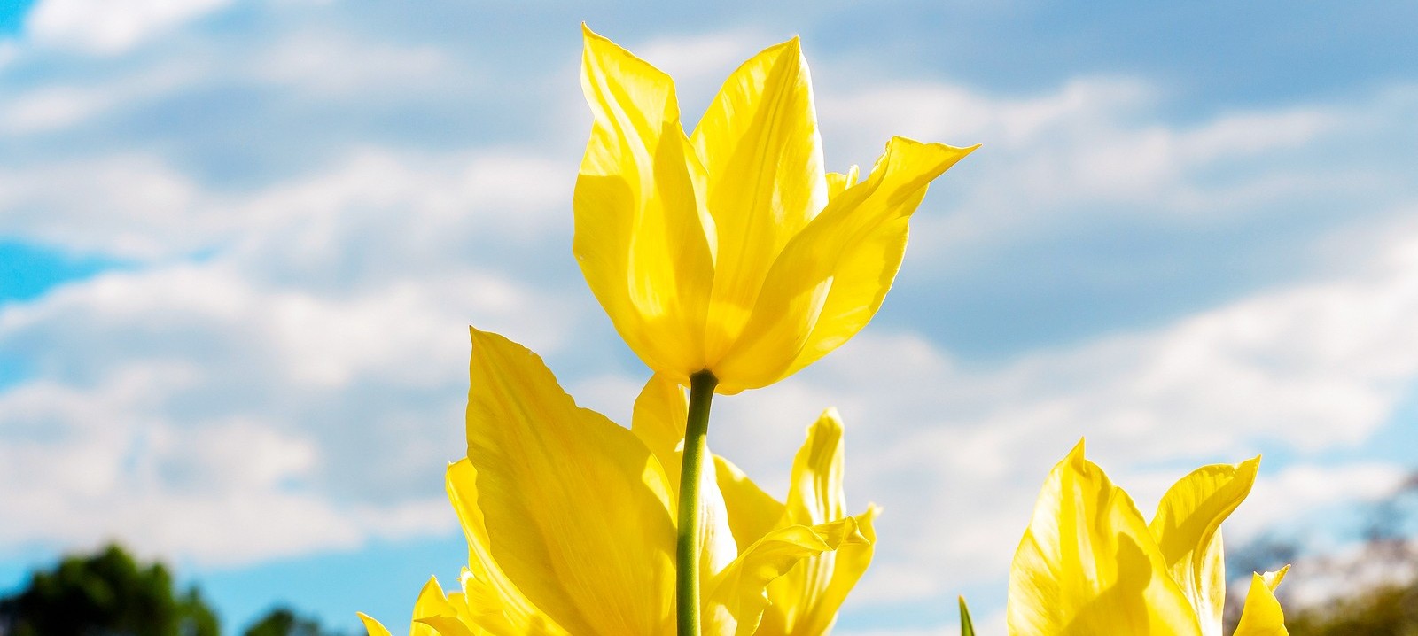 bigstock-Bright-Yellow-Blossoming-Tulip-455520305.jpg